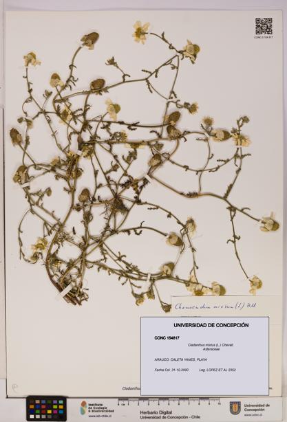 Cladanthus mixtus [Espécimen: UDEC:CONC:0154817]
