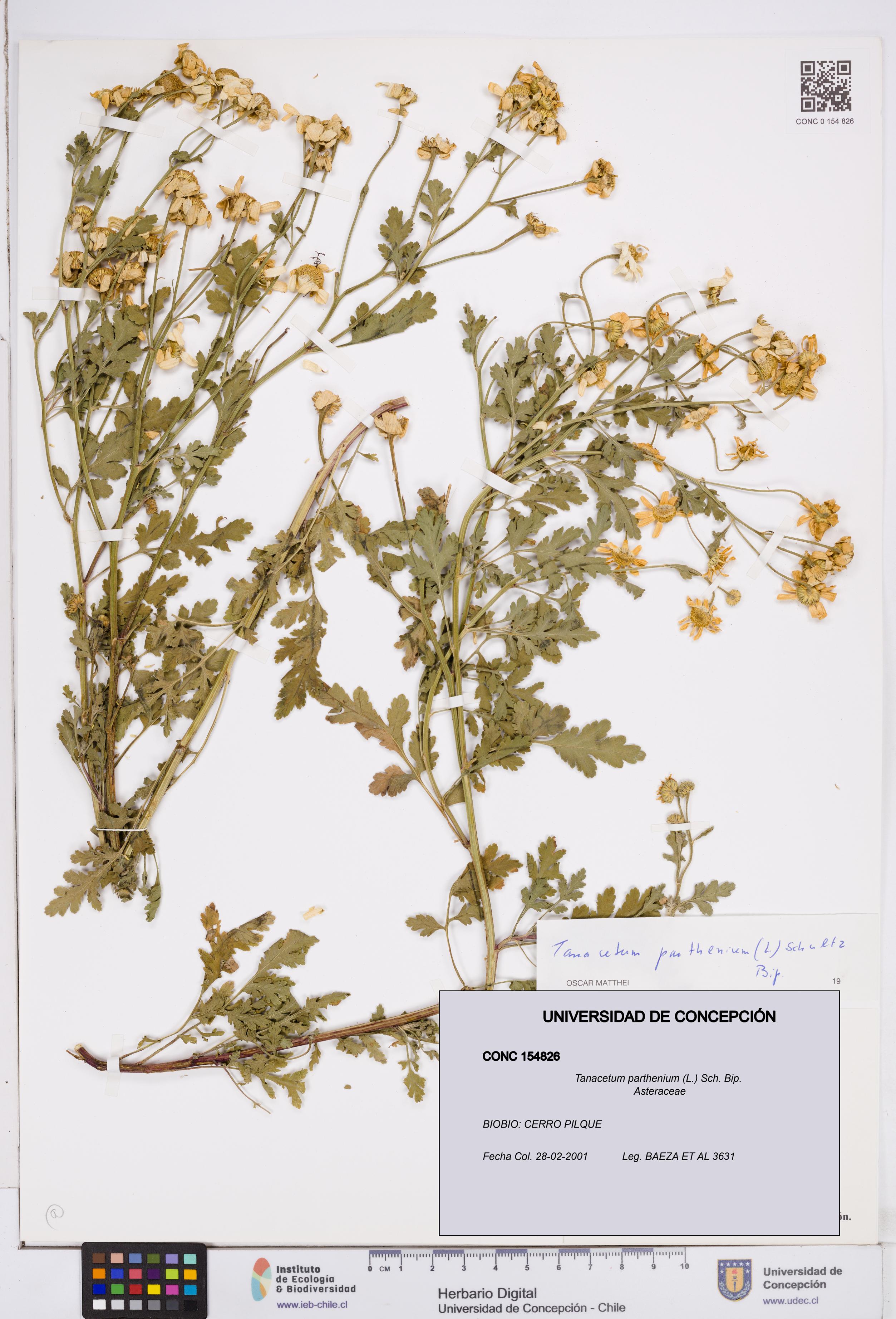 Tanacetum parthenium [Espécimen: ]