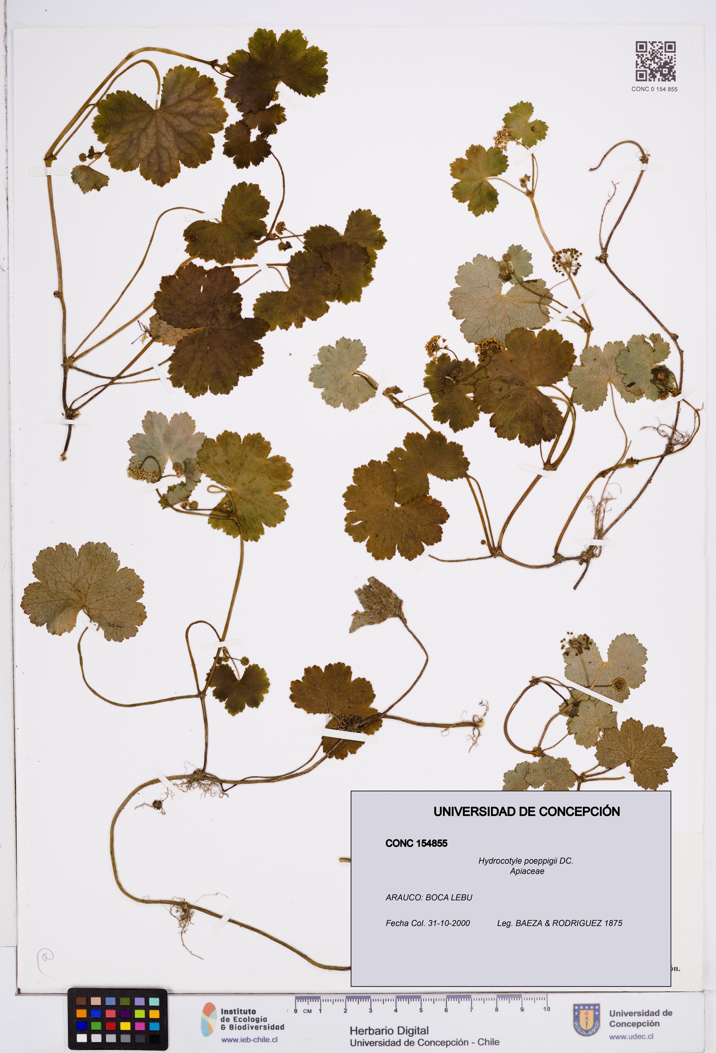 Hydrocotyle poeppigii [Espécimen: ]