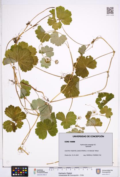 Hydrocotyle poeppigii [Espécimen: ]