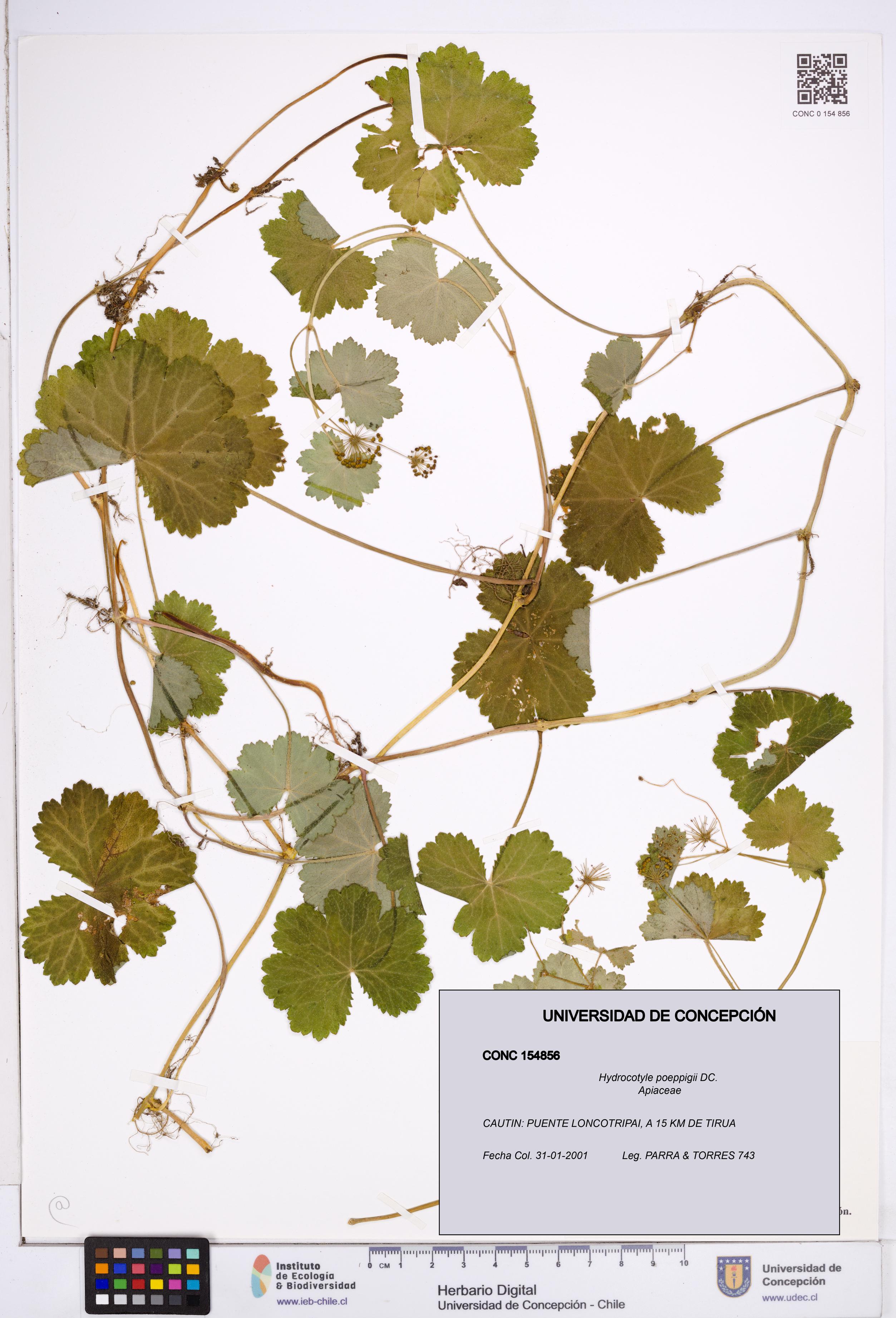 Hydrocotyle poeppigii [Espécimen: ]