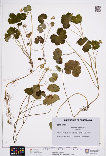 Hydrocotyle poeppigii [Espécimen: ]