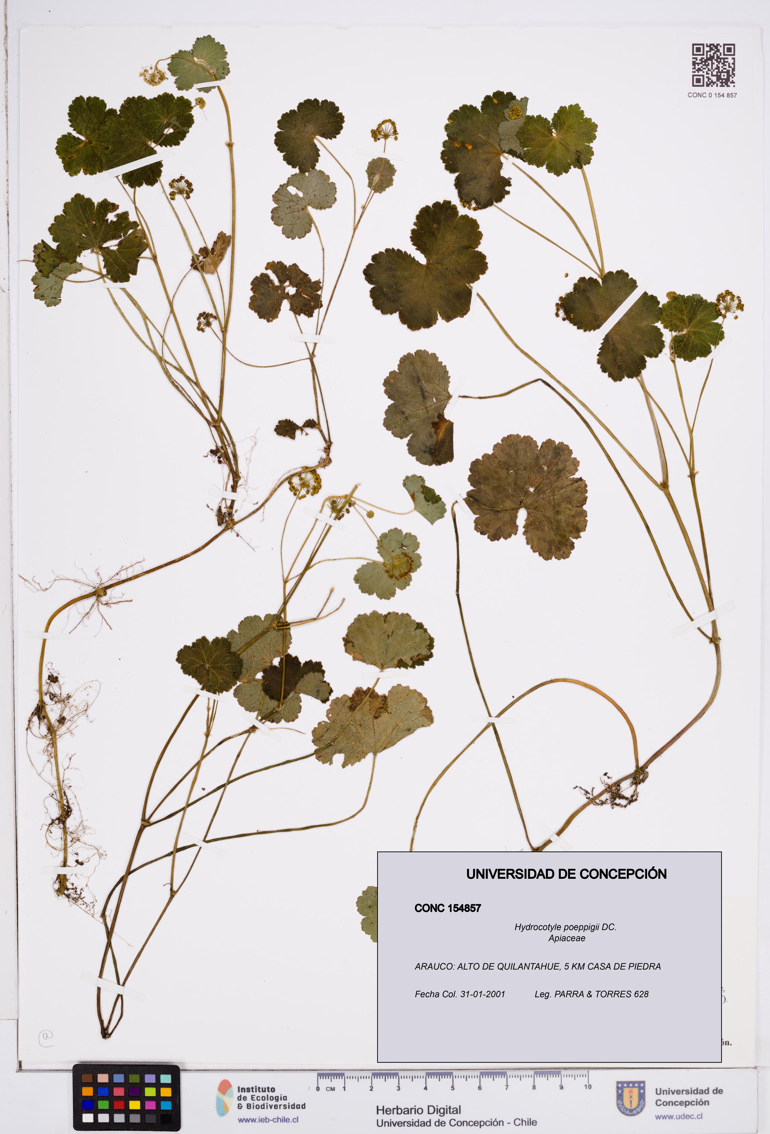 Hydrocotyle poeppigii [Espécimen: ]