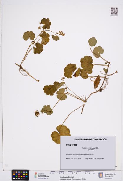 Hydrocotyle poeppigii [Espécimen: ]
