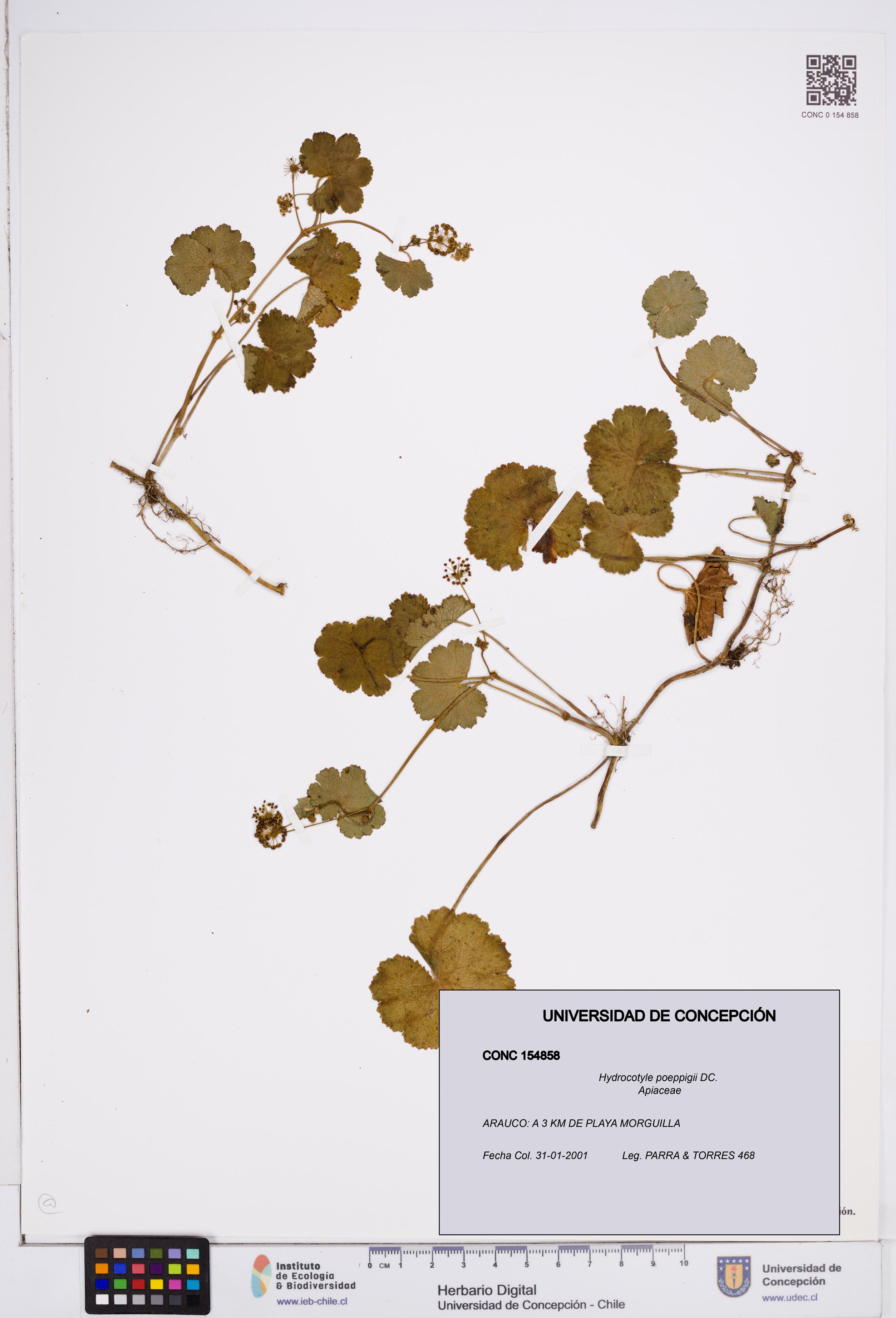 Hydrocotyle poeppigii [Espécimen: ]