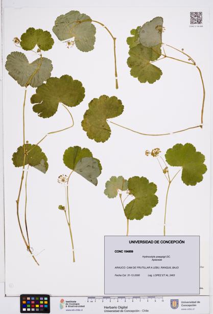 Hydrocotyle poeppigii [Espécimen: ]