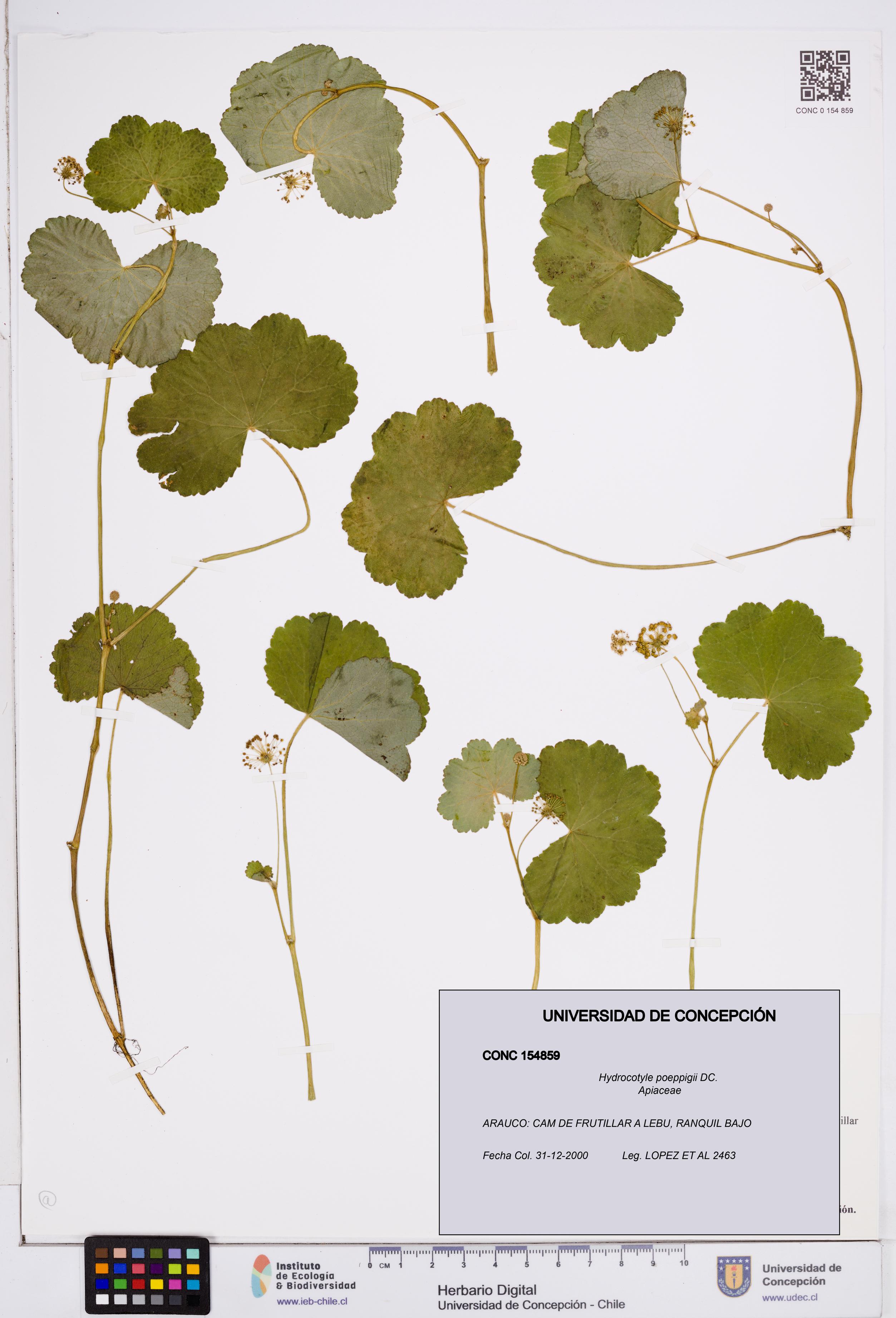 Hydrocotyle poeppigii [Espécimen: ]