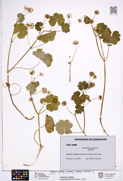 Hydrocotyle poeppigii [Espécimen: ]