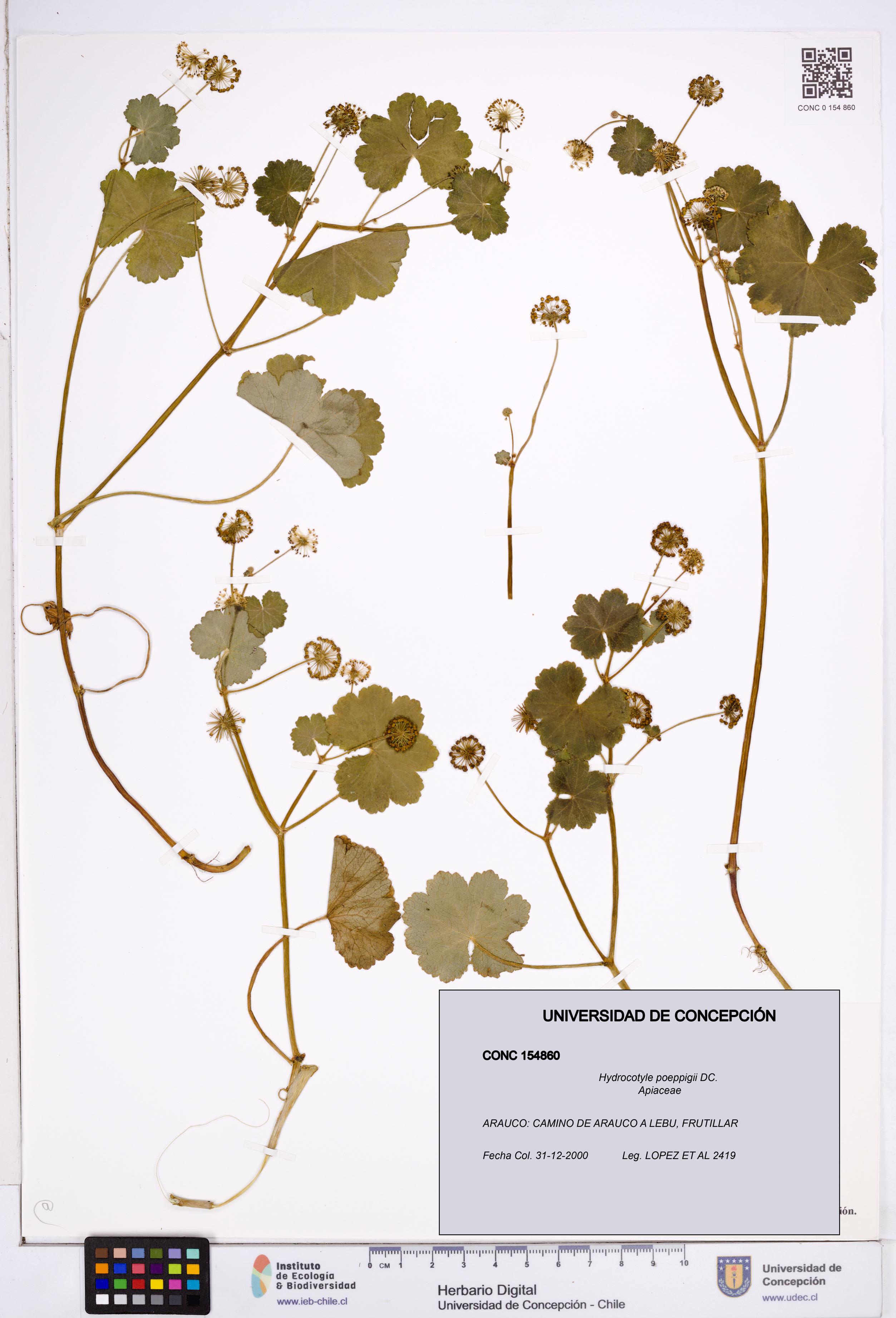 Hydrocotyle poeppigii [Espécimen: ]