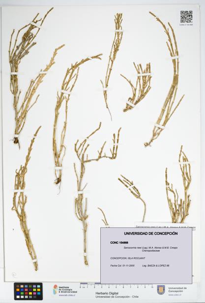 Sarcocornia neei [Espécimen: UDEC:CONC:0154868]