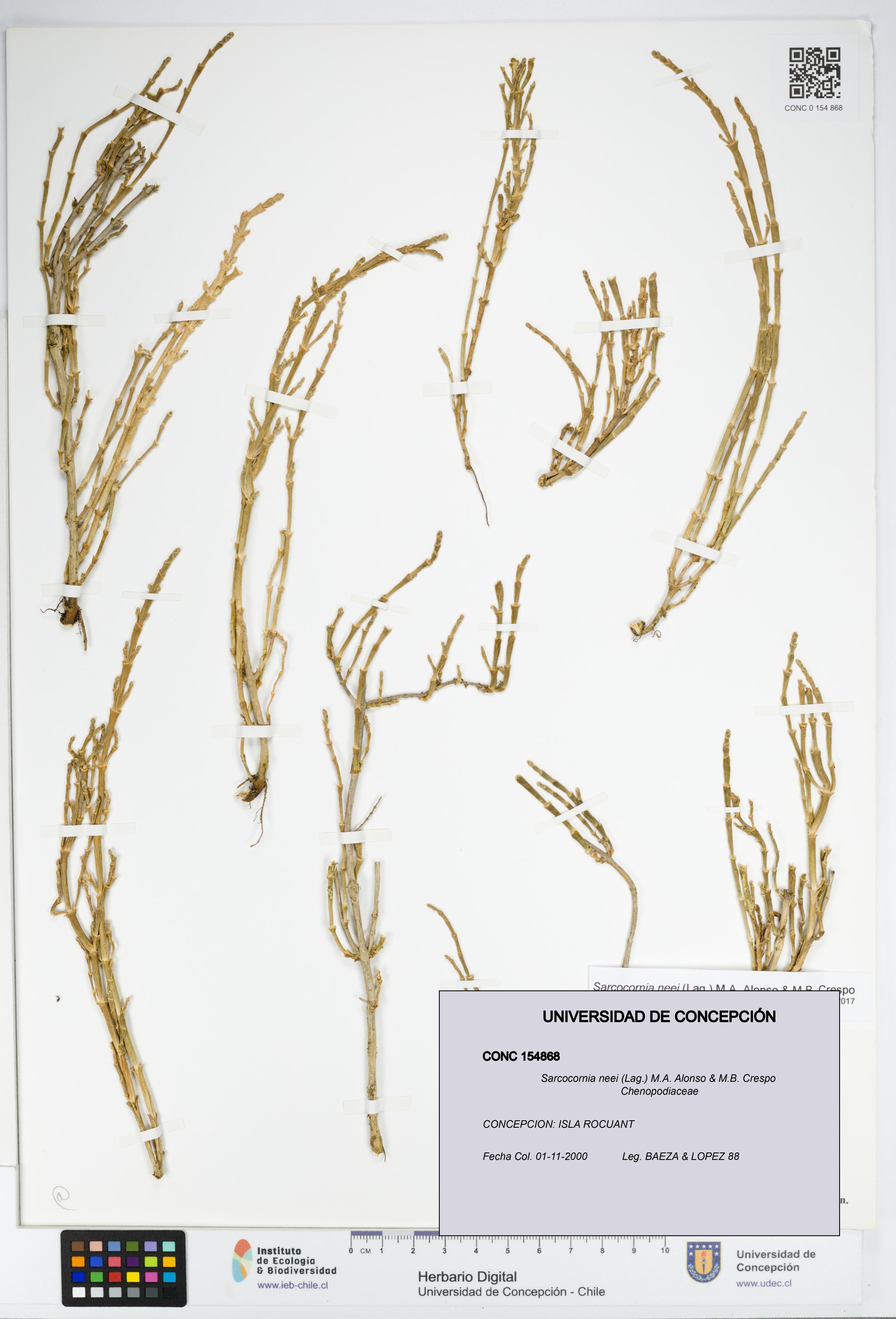 Sarcocornia neei [Espécimen: UDEC:CONC:0154868]