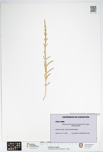 Sarcocornia neei [Espécimen: UDEC:CONC:0154869]