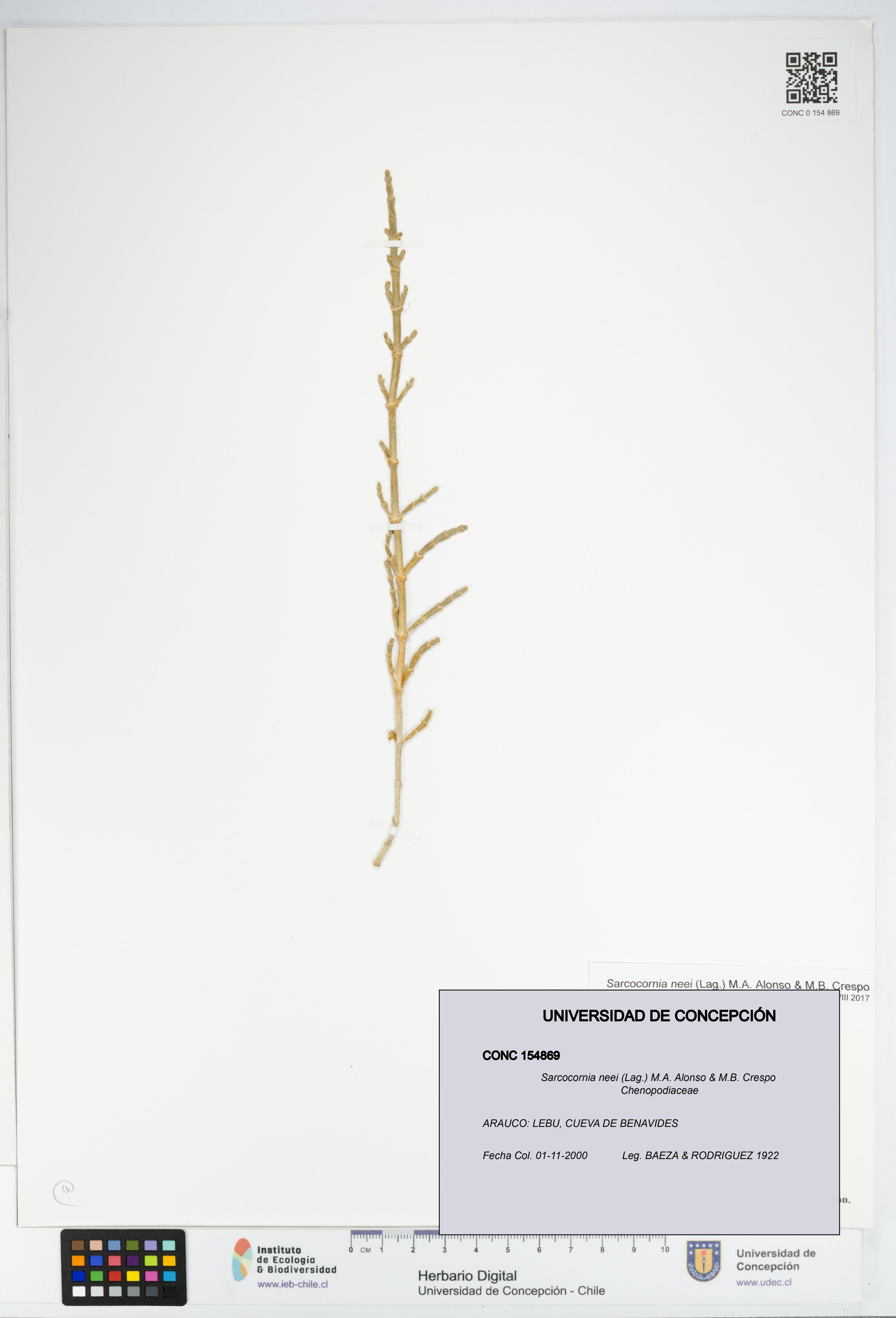 Sarcocornia neei [Espécimen: UDEC:CONC:0154869]