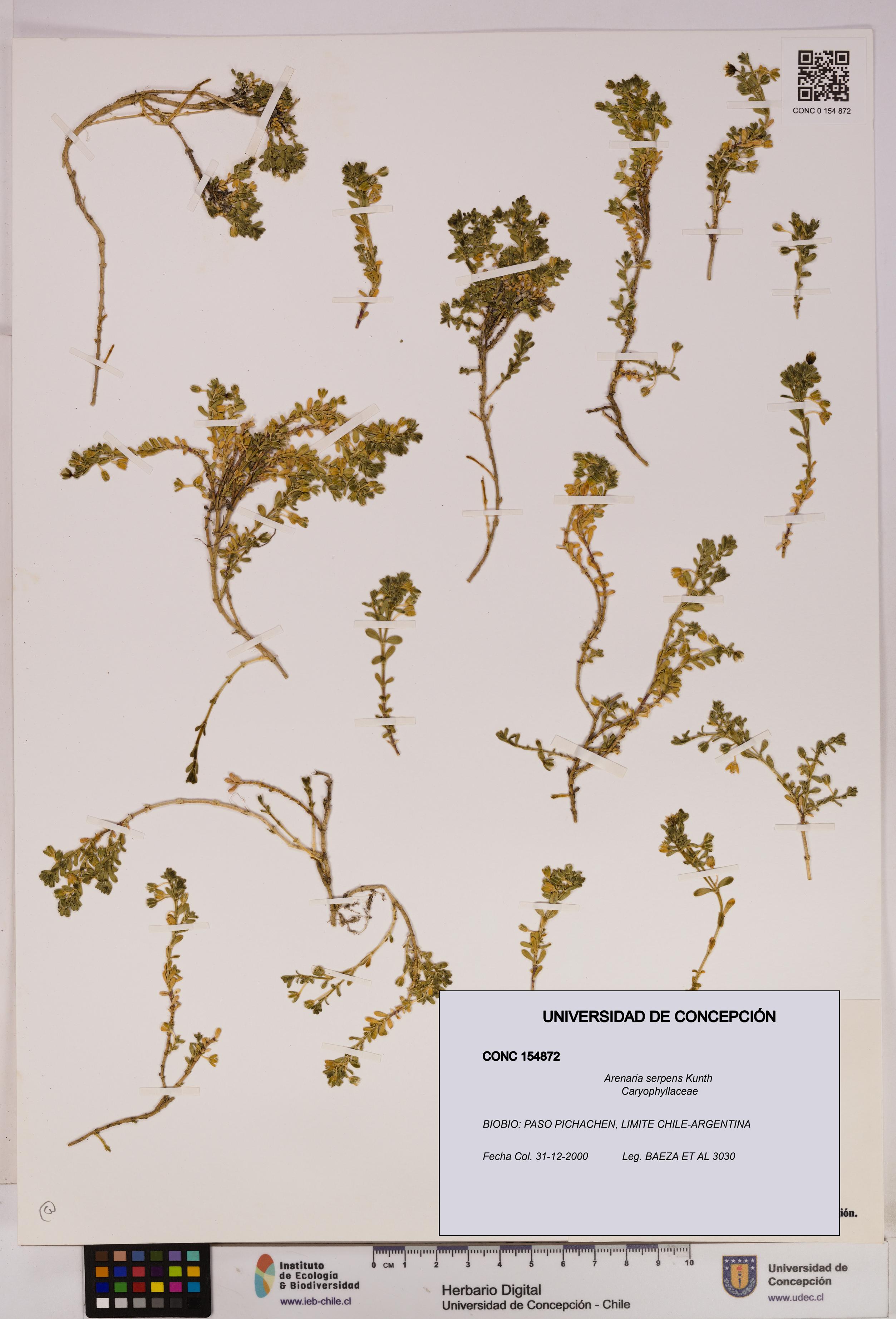 Arenaria serpens [Espécimen: UDEC:CONC:0154872]