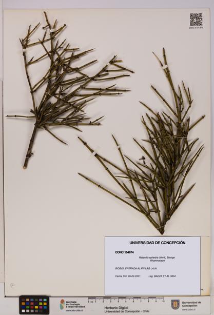 Retanilla ephedra [Espécimen: UDEC:CONC:0154874]