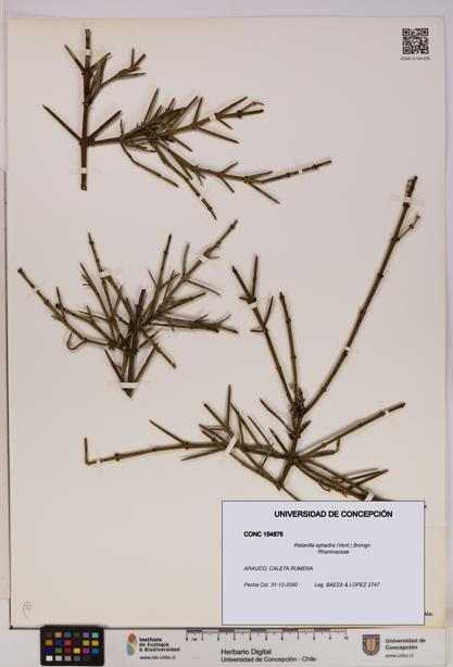 Retanilla ephedra [Espécimen: UDEC:CONC:0154875]