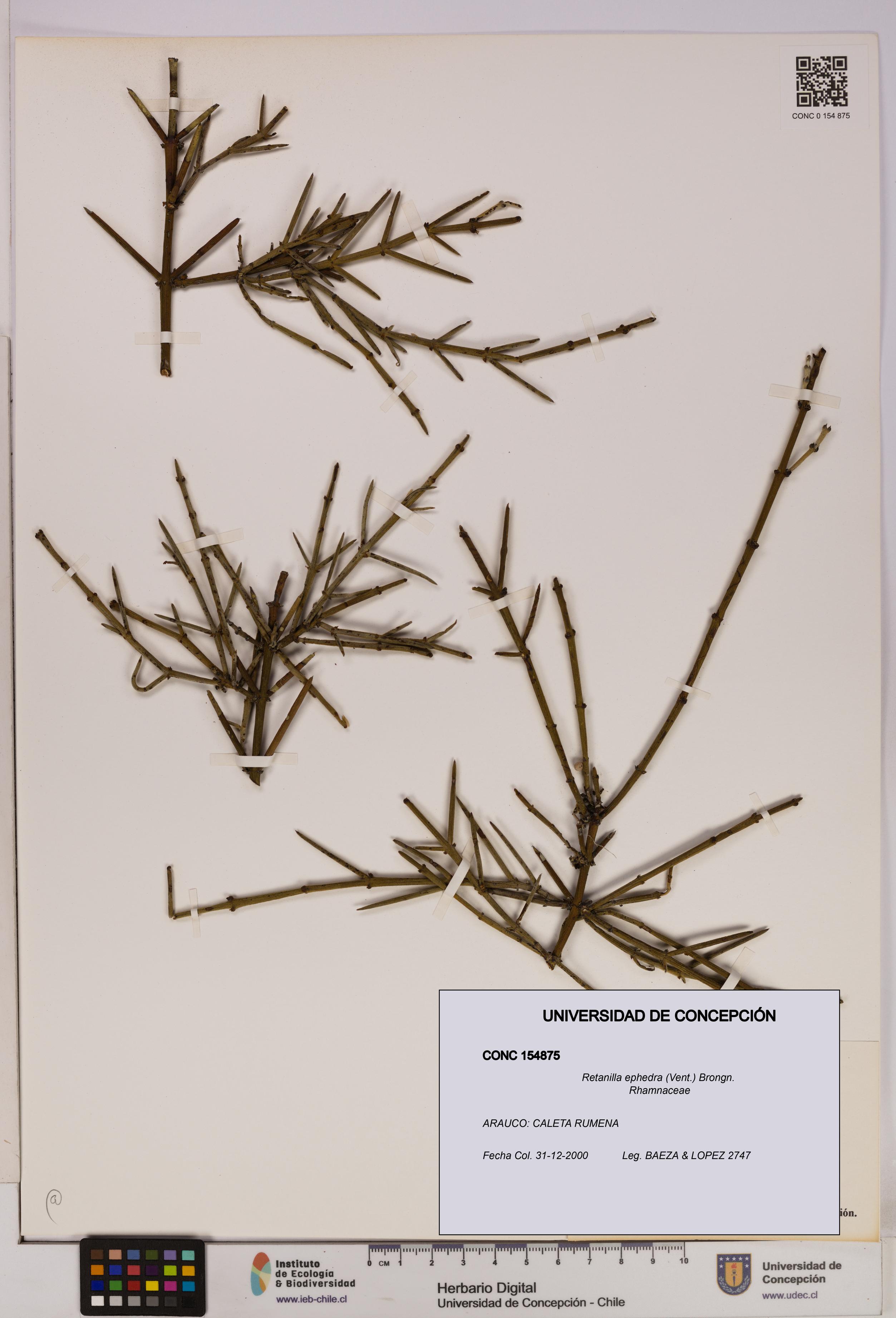 Retanilla ephedra [Espécimen: UDEC:CONC:0154875]