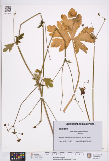 Sanicula crassicaulis [Espécimen: ]