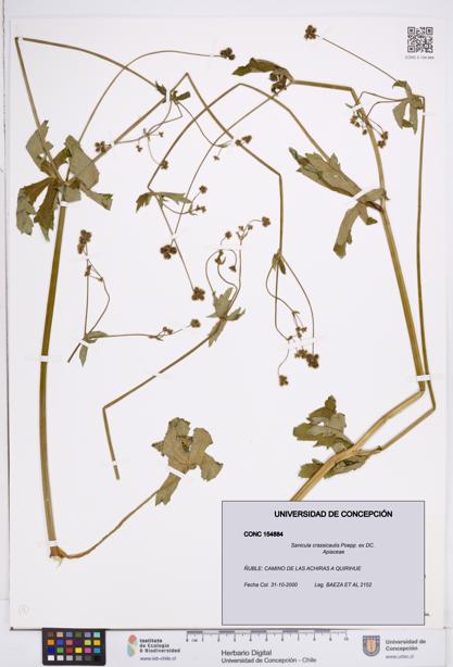 Sanicula crassicaulis [Espécimen: ]