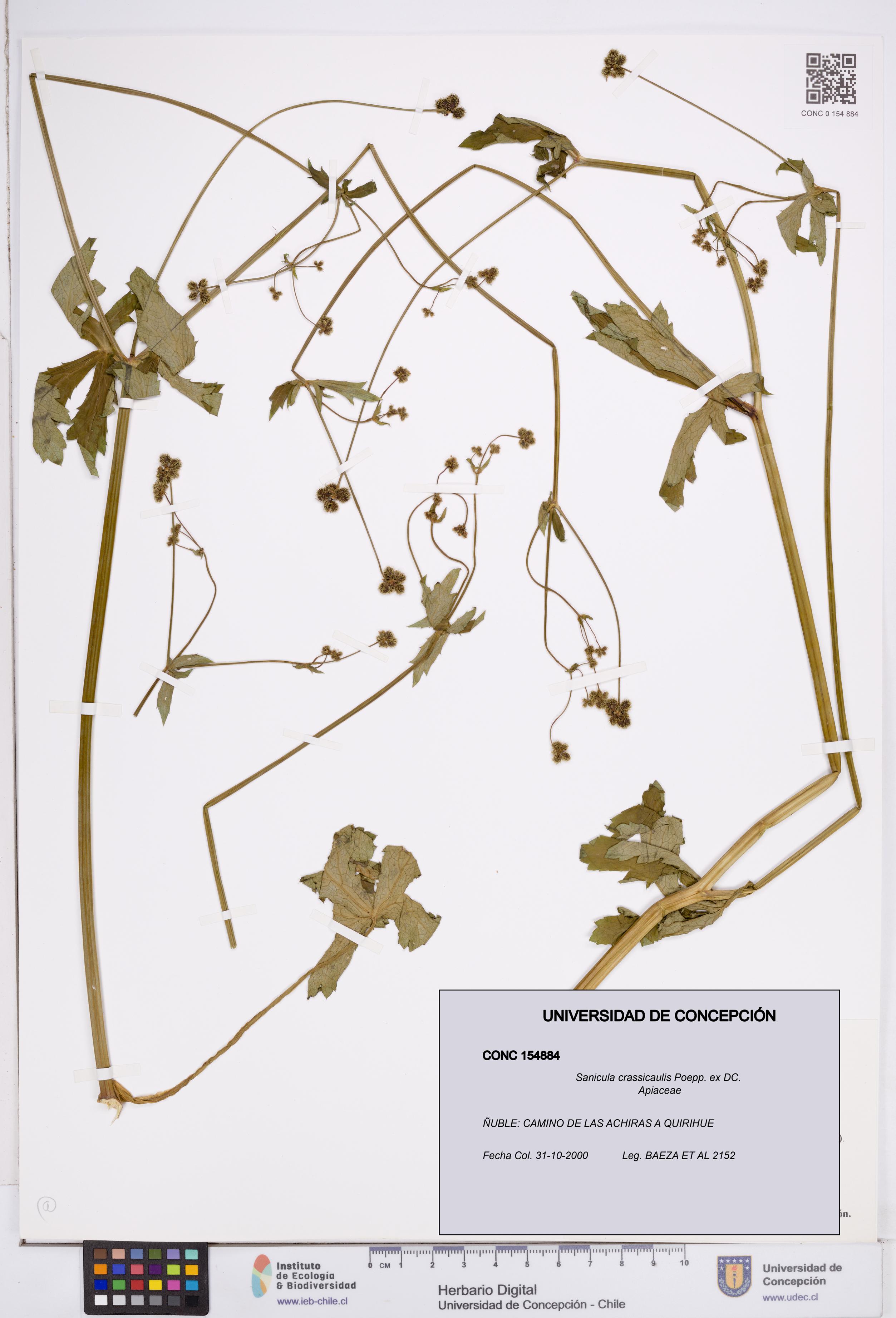 Sanicula crassicaulis [Espécimen: ]