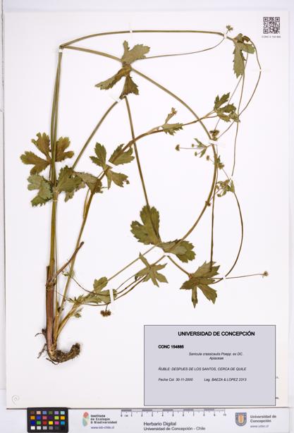 Sanicula crassicaulis [Espécimen: ]