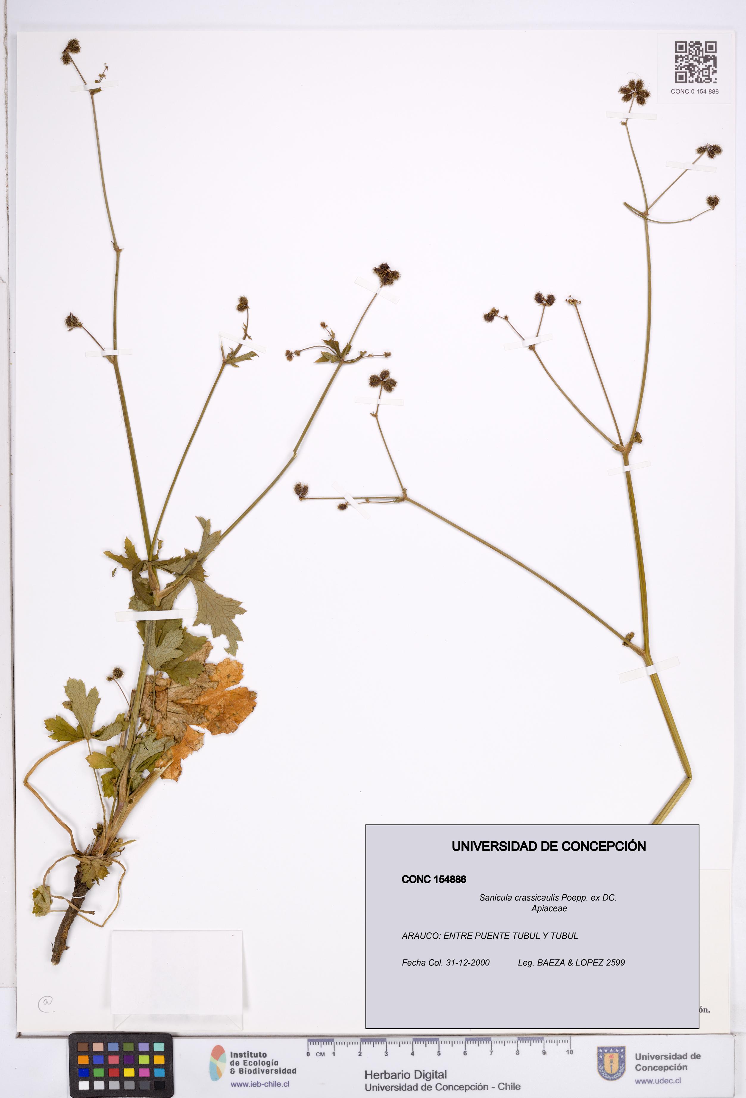 Sanicula crassicaulis [Espécimen: ]