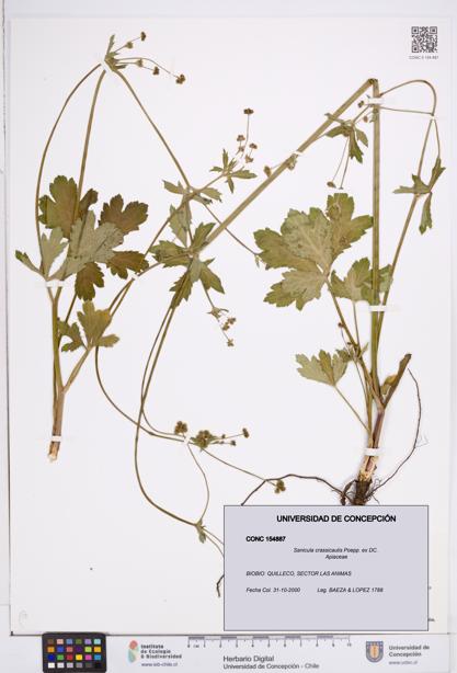 Sanicula crassicaulis [Espécimen: ]
