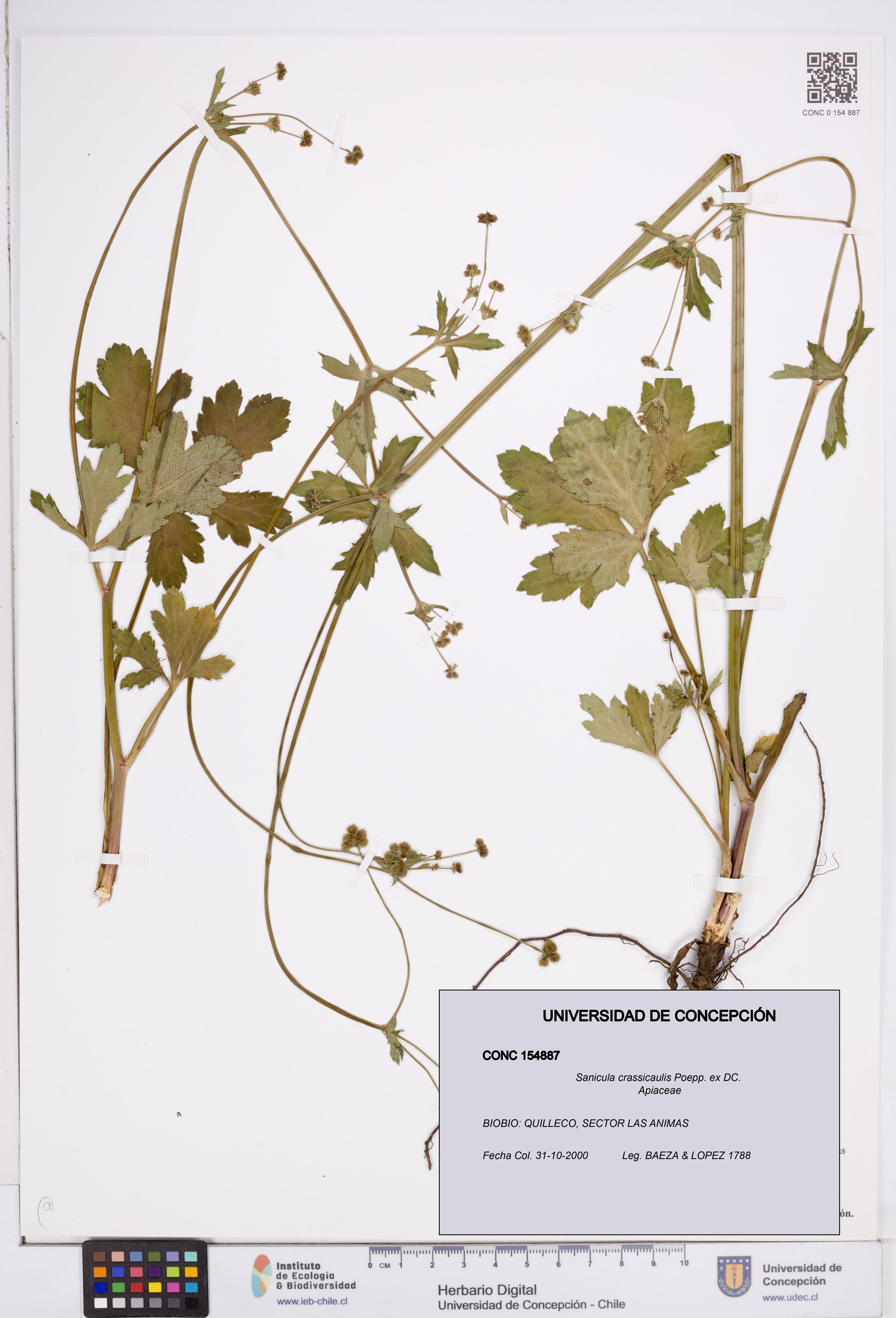 Sanicula crassicaulis [Espécimen: ]
