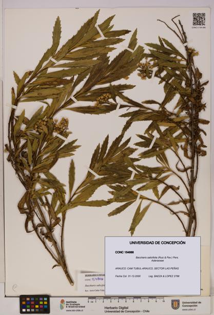 Baccharis salicifolia [Espécimen: UDEC:CONC:0154888]