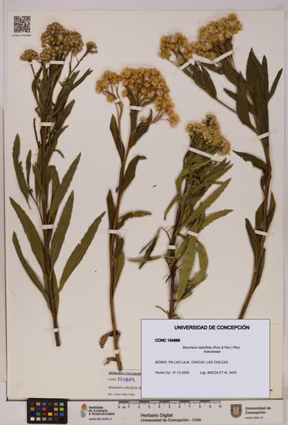 Baccharis salicifolia [Espécimen: UDEC:CONC:0154889]
