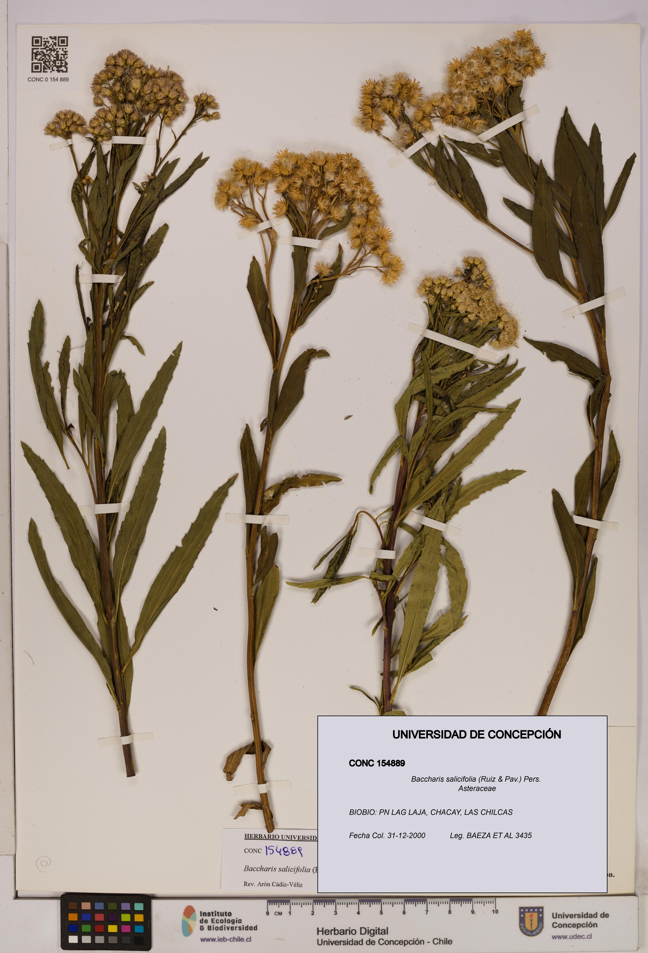 Baccharis salicifolia [Espécimen: UDEC:CONC:0154889]
