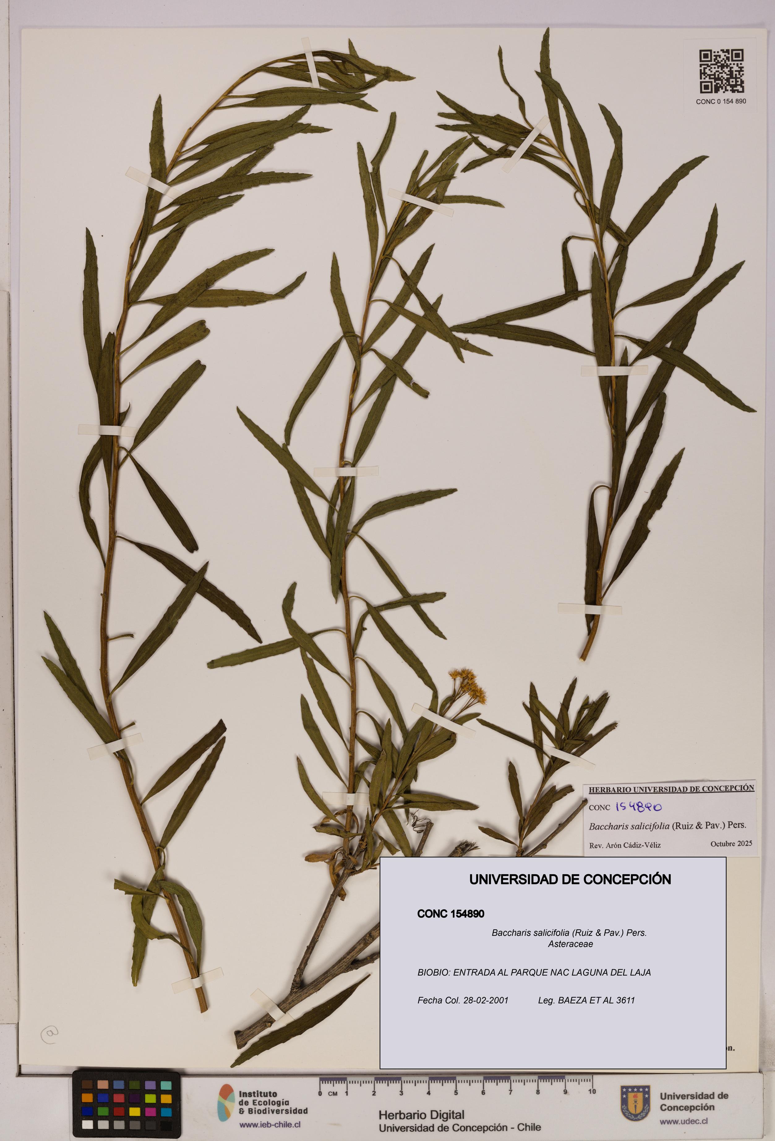 Baccharis salicifolia [Espécimen: UDEC:CONC:0154890]