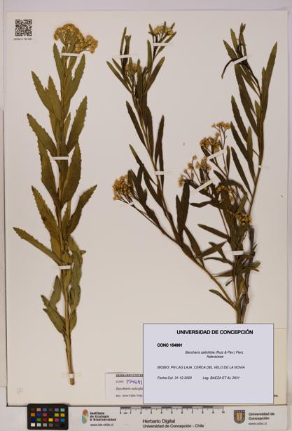 Baccharis salicifolia [Espécimen: UDEC:CONC:0154891]