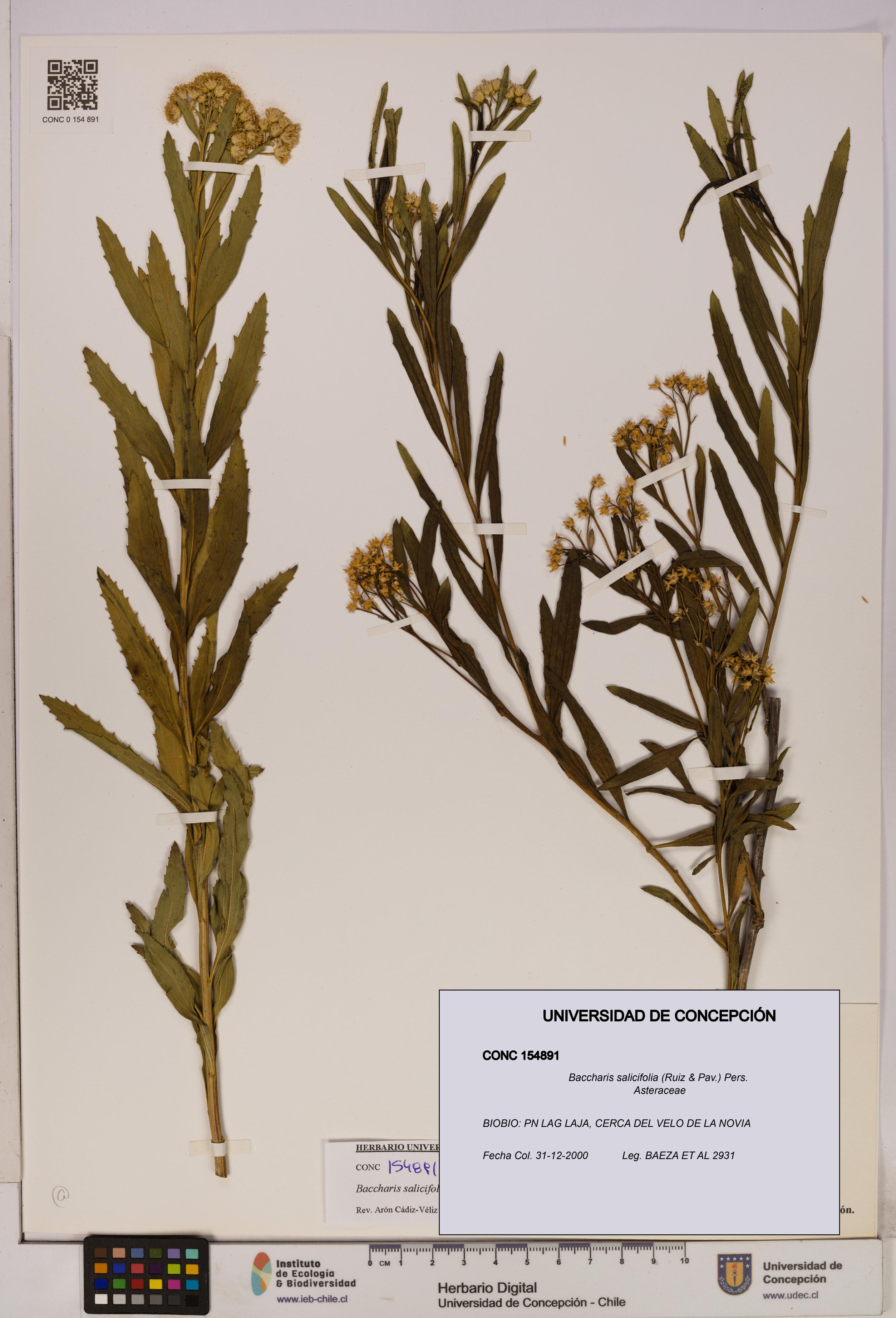 Baccharis salicifolia [Espécimen: UDEC:CONC:0154891]