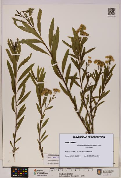 Baccharis salicifolia [Espécimen: UDEC:CONC:0154892]