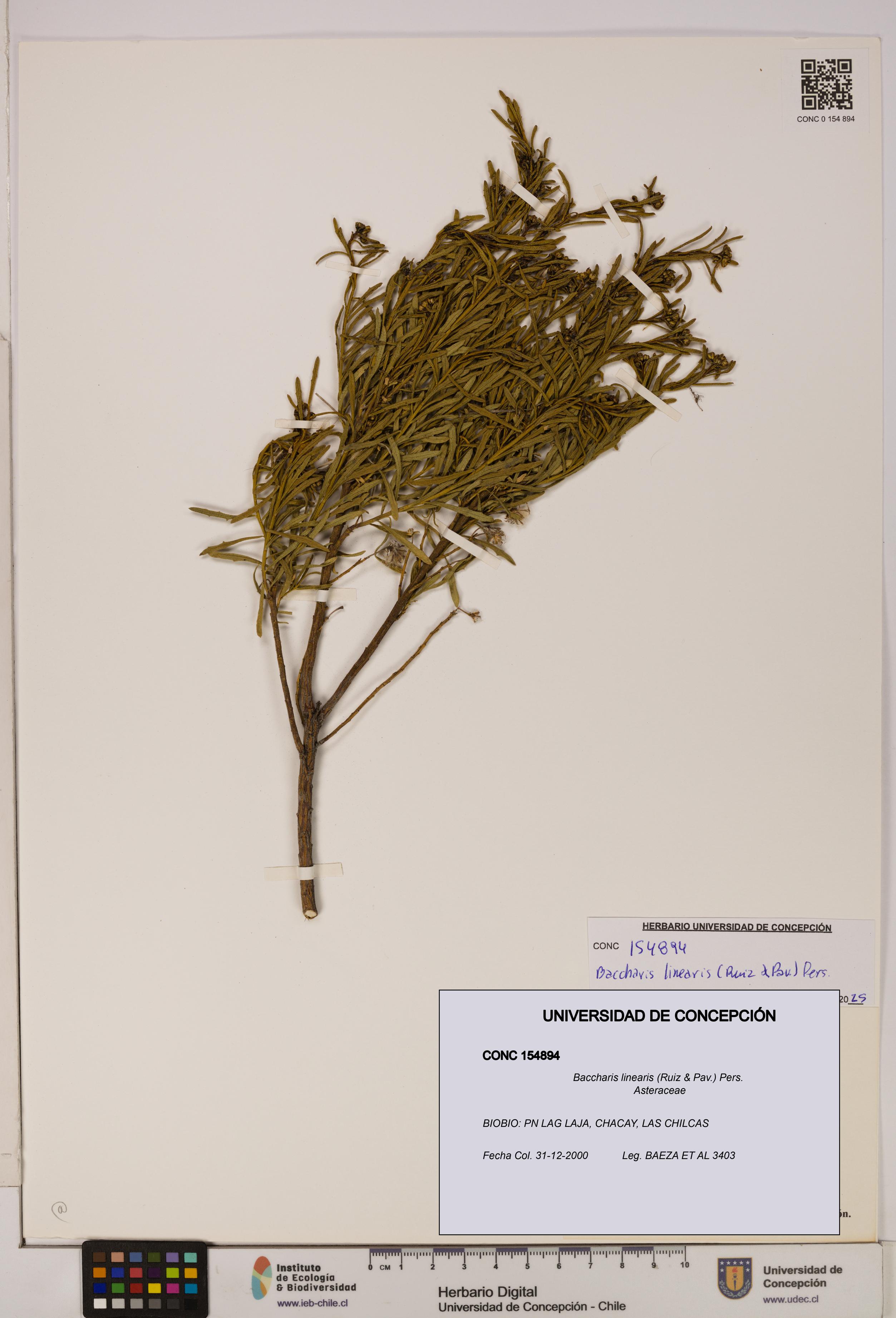 Baccharis linearis [Espécimen: UDEC:CONC:0154894]
