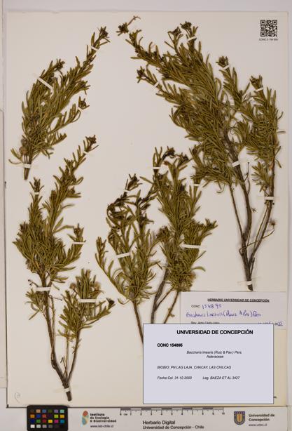 Baccharis linearis [Espécimen: UDEC:CONC:0154895]