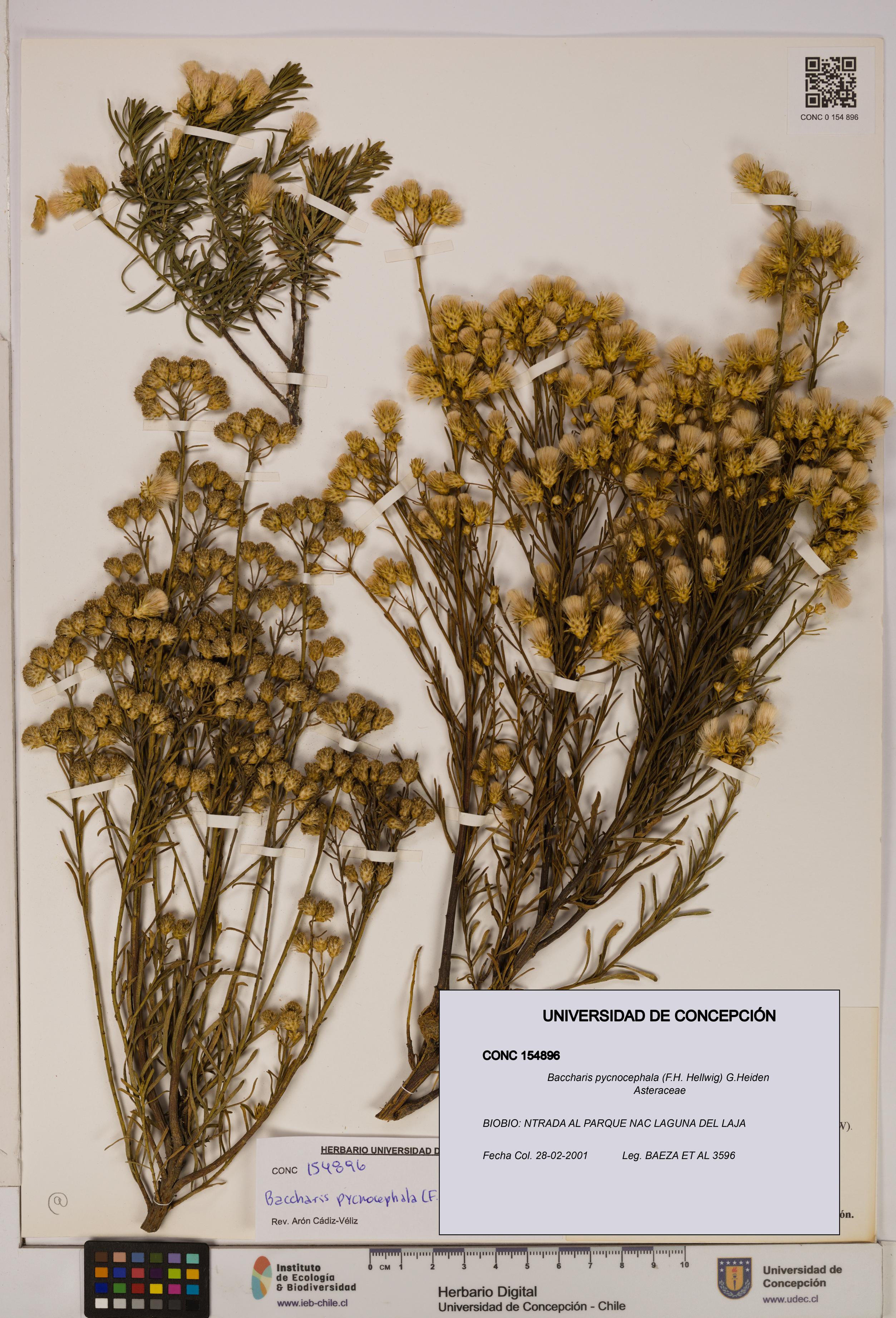 Baccharis pycnocephala [Espécimen: UDEC:CONC:0154896]