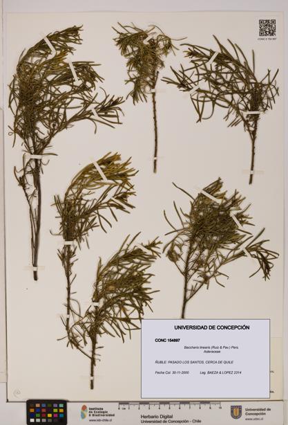 Baccharis linearis [Espécimen: UDEC:CONC:0154897]