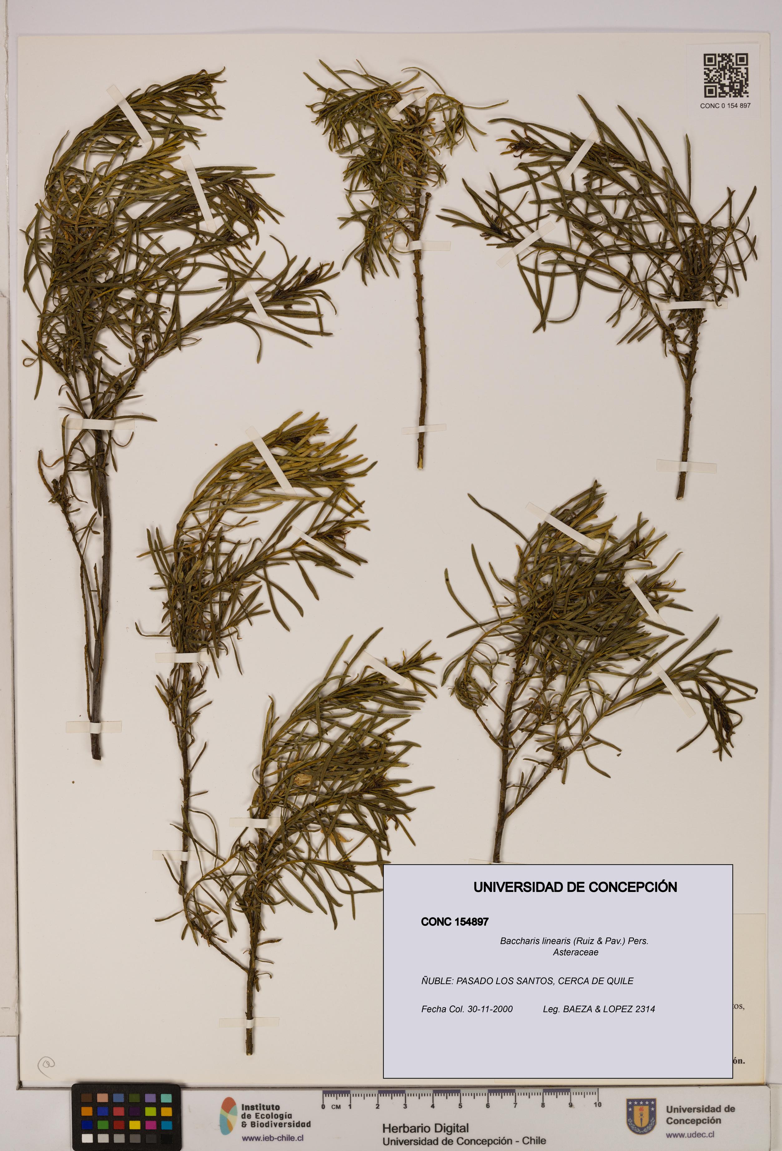 Baccharis linearis [Espécimen: UDEC:CONC:0154897]