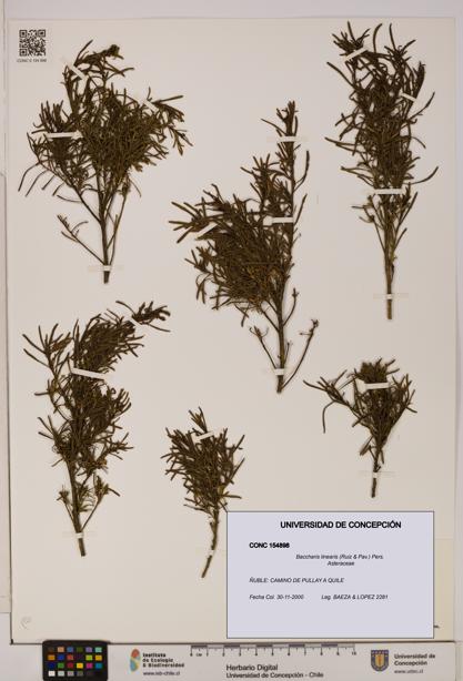 Baccharis linearis [Espécimen: UDEC:CONC:0154898]