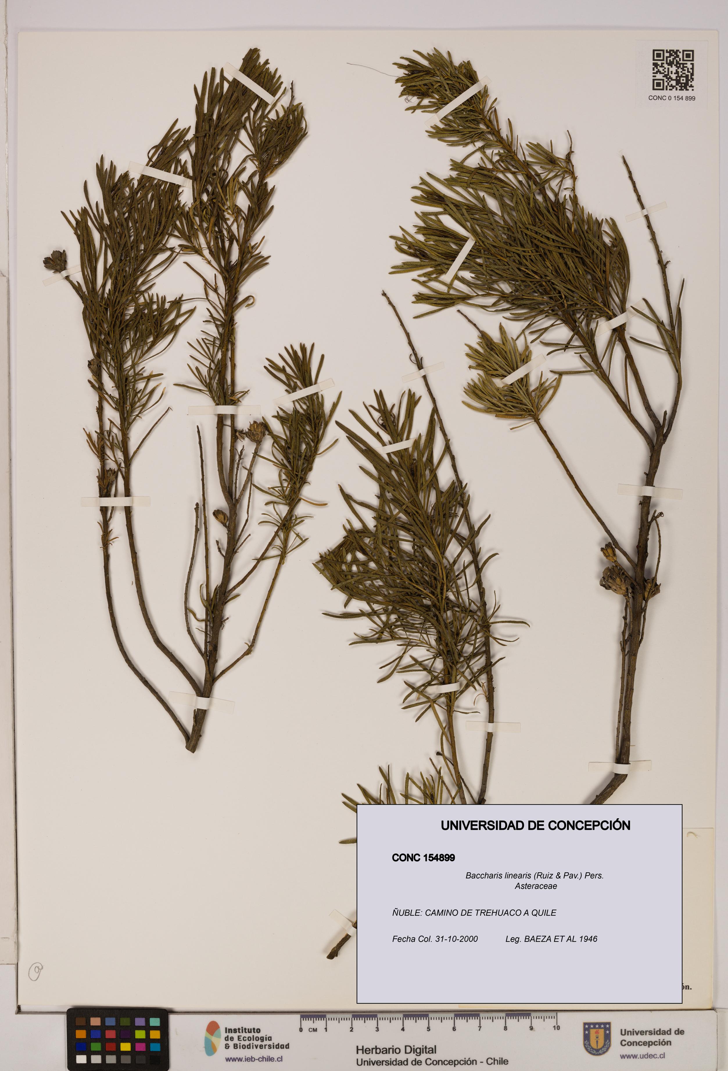 Baccharis linearis [Espécimen: UDEC:CONC:0154899]