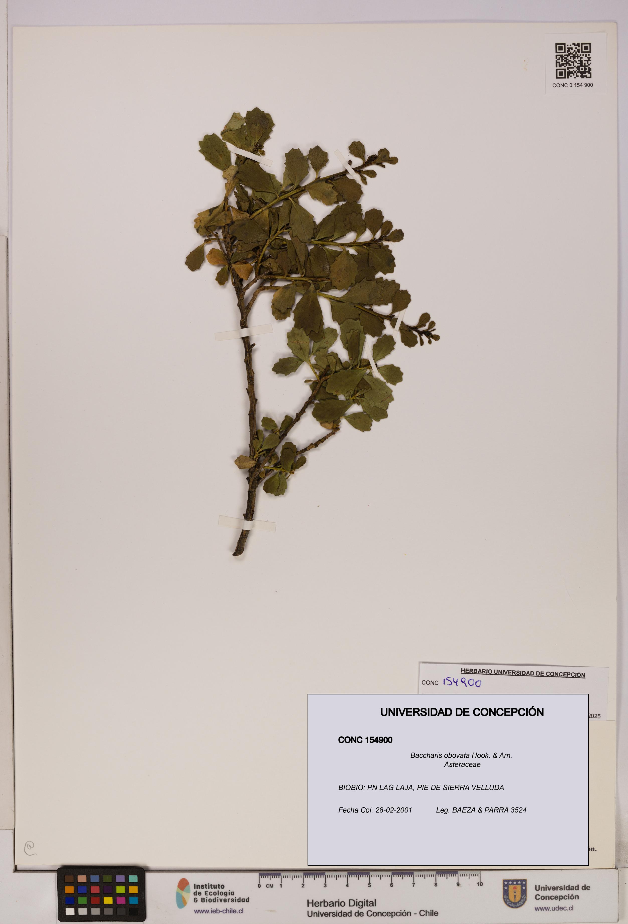Baccharis obovata [Espécimen: UDEC:CONC:0154900]