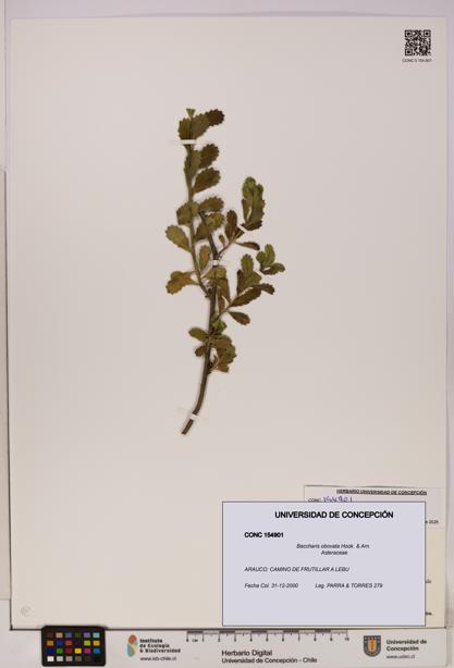 Baccharis obovata [Espécimen: UDEC:CONC:0154901]