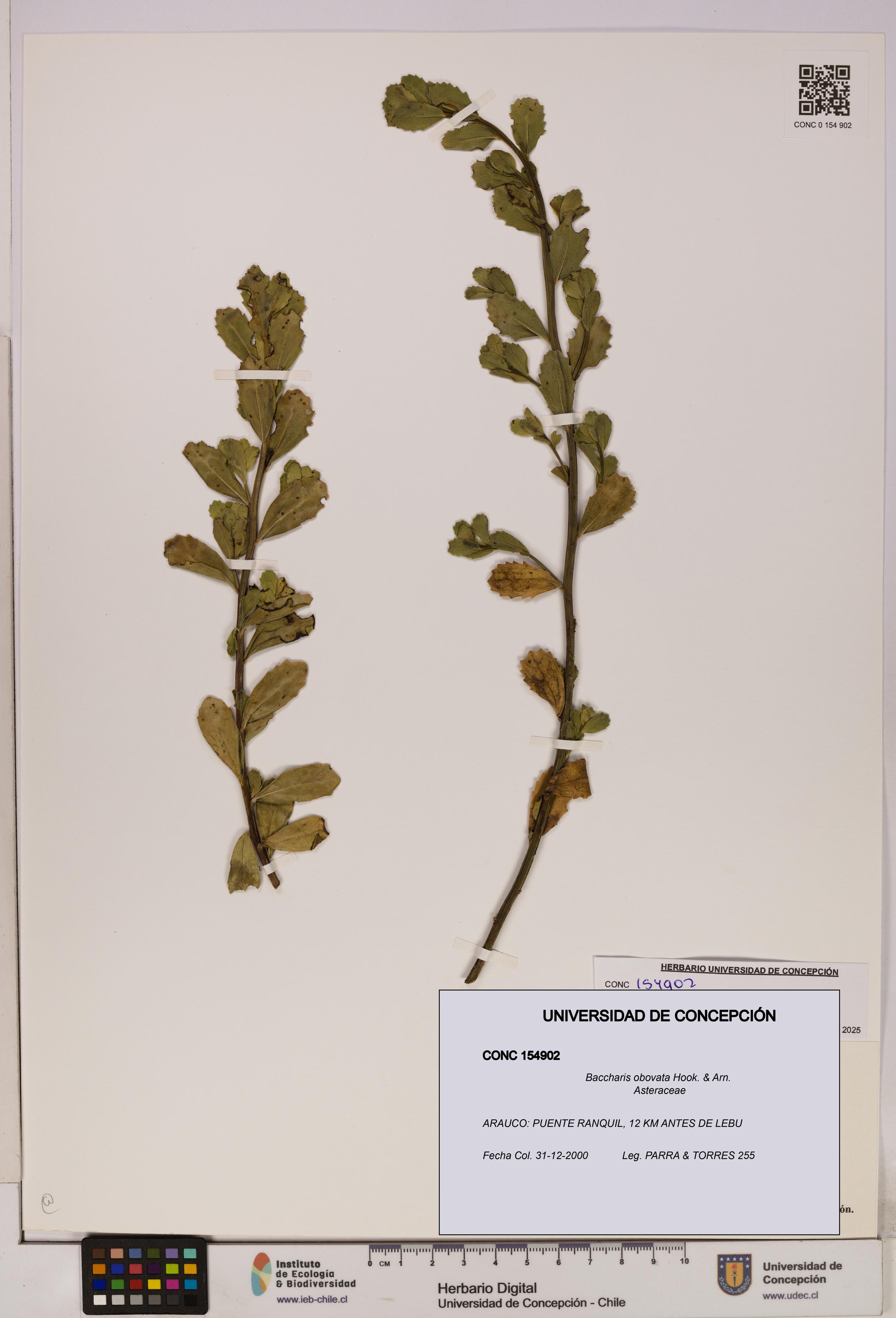 Baccharis obovata [Espécimen: UDEC:CONC:0154902]