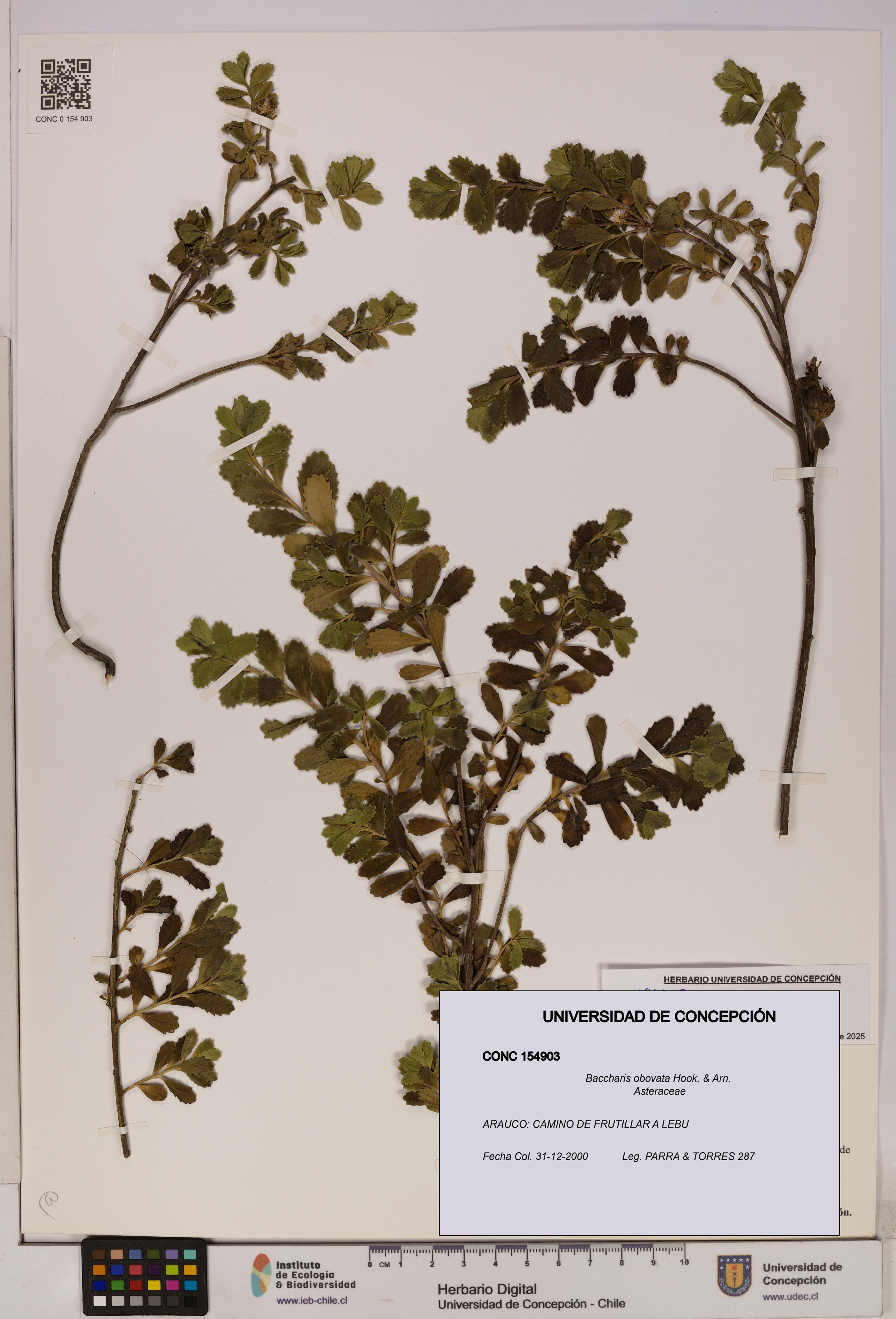 Baccharis obovata [Espécimen: UDEC:CONC:0154903]