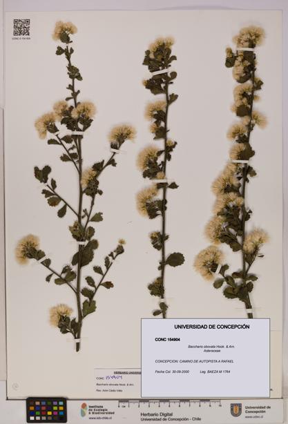 Baccharis obovata [Espécimen: UDEC:CONC:0154904]