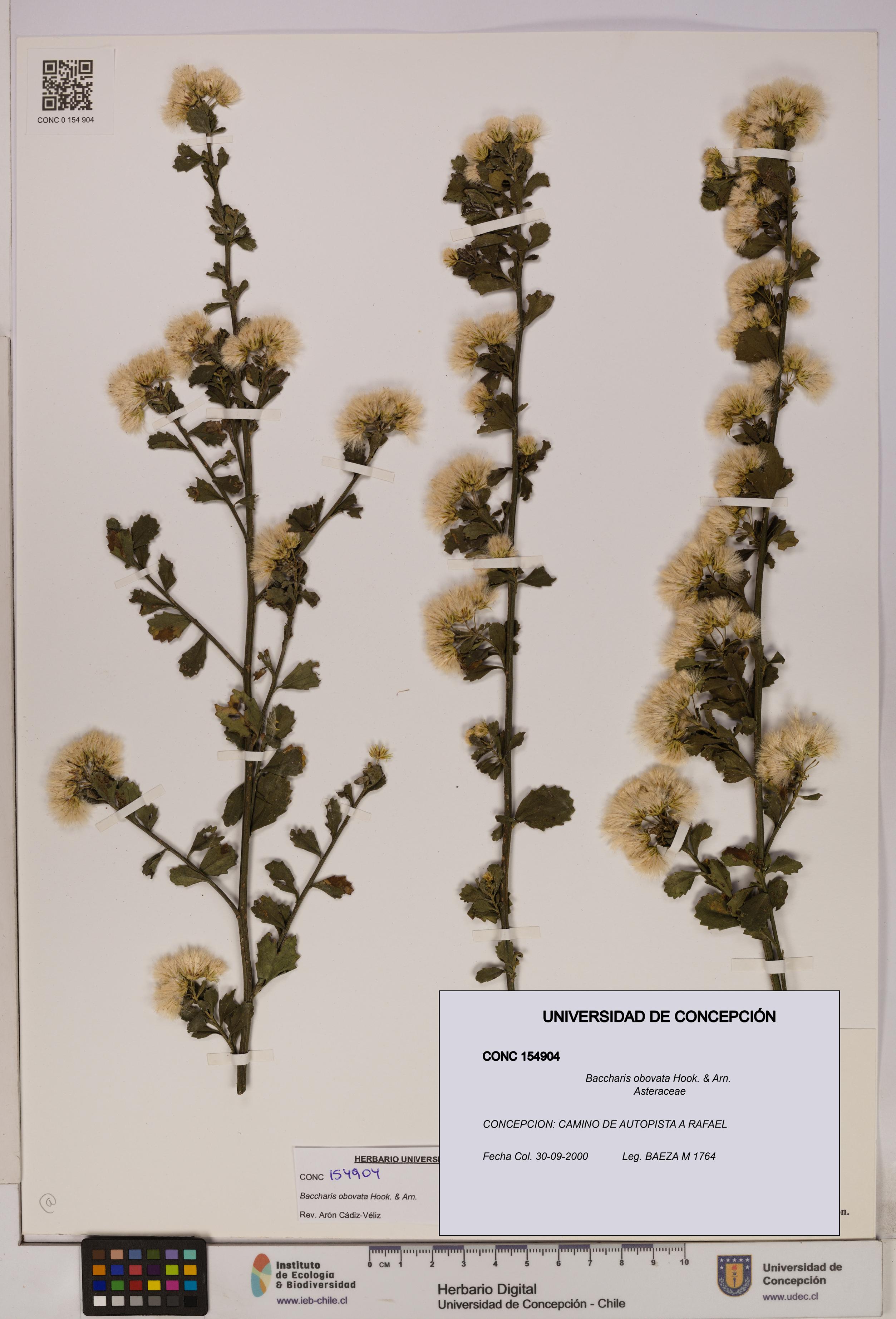 Baccharis obovata [Espécimen: UDEC:CONC:0154904]