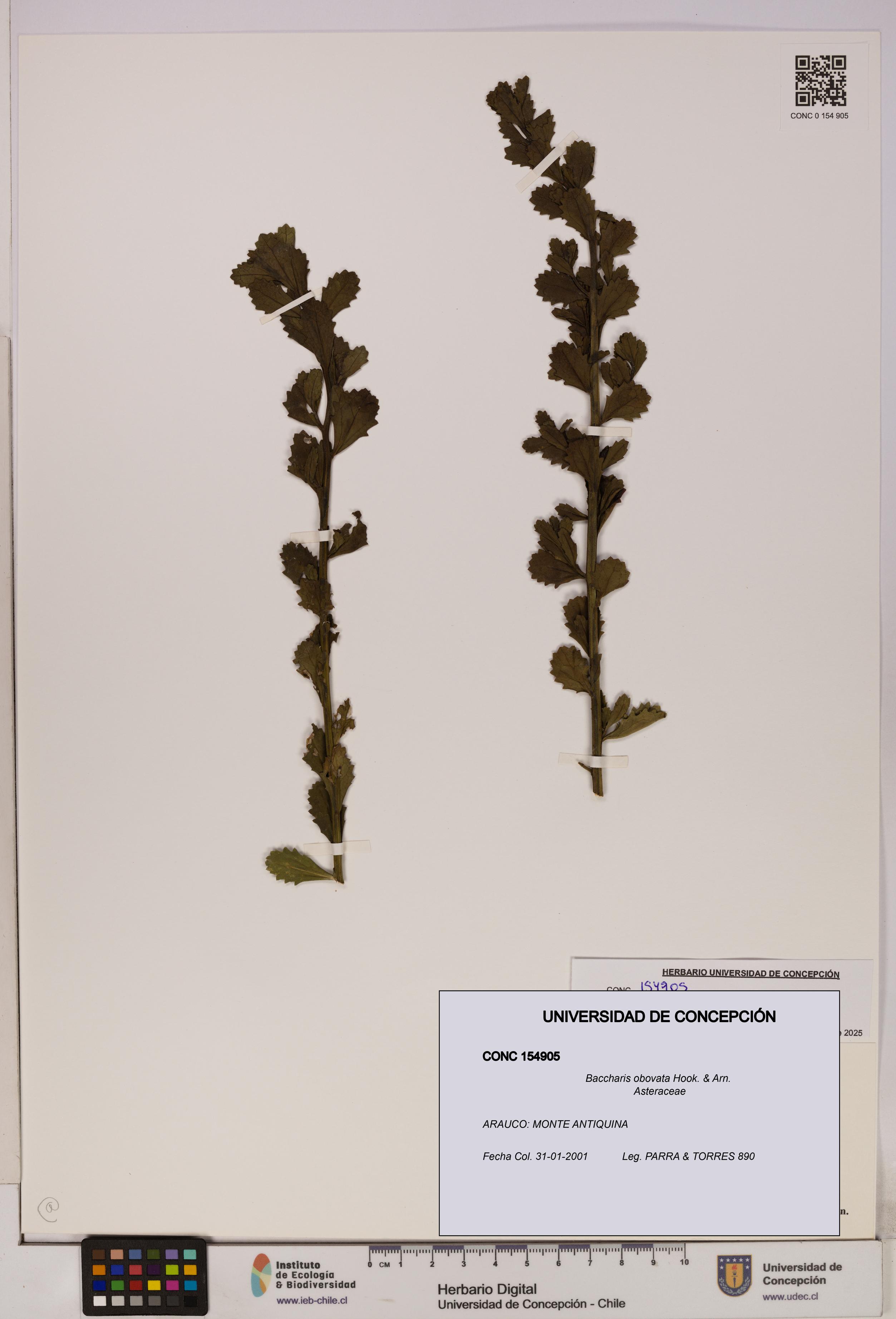 Baccharis obovata [Espécimen: UDEC:CONC:0154905]