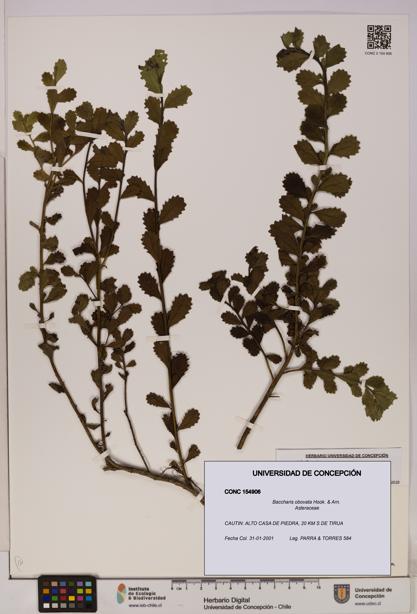 Baccharis obovata [Espécimen: UDEC:CONC:0154906]